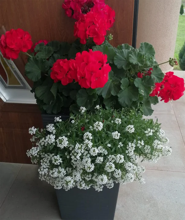 Pelargonia ze smagliczką