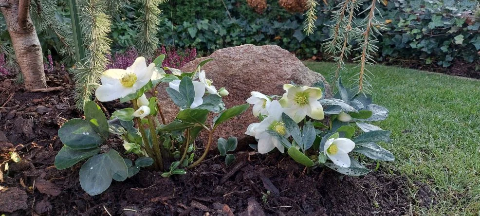 Ciemiernik Helleborus Niger