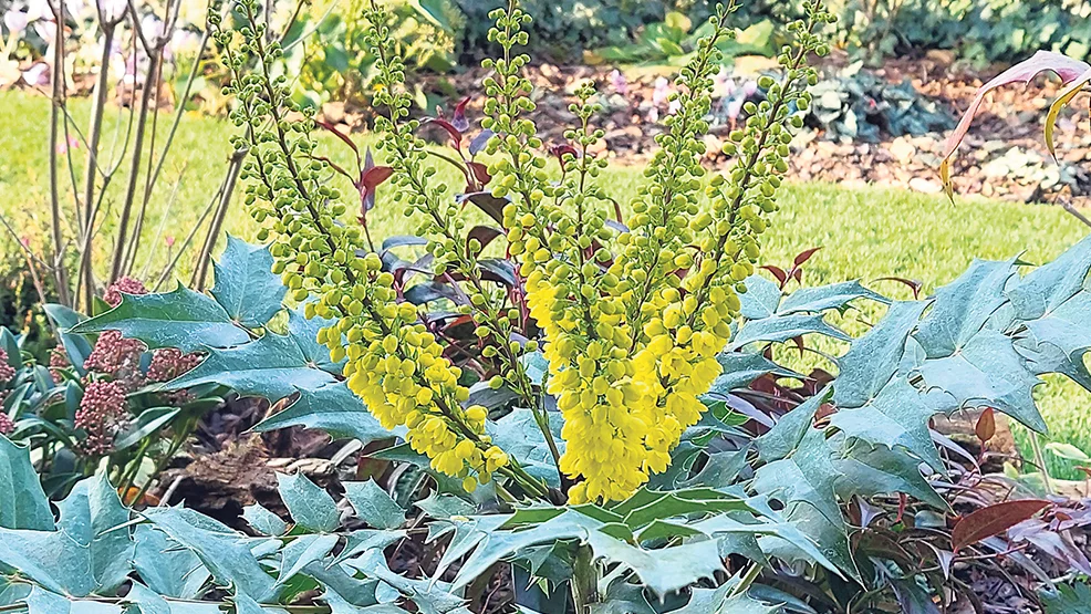 Mahonia japońska