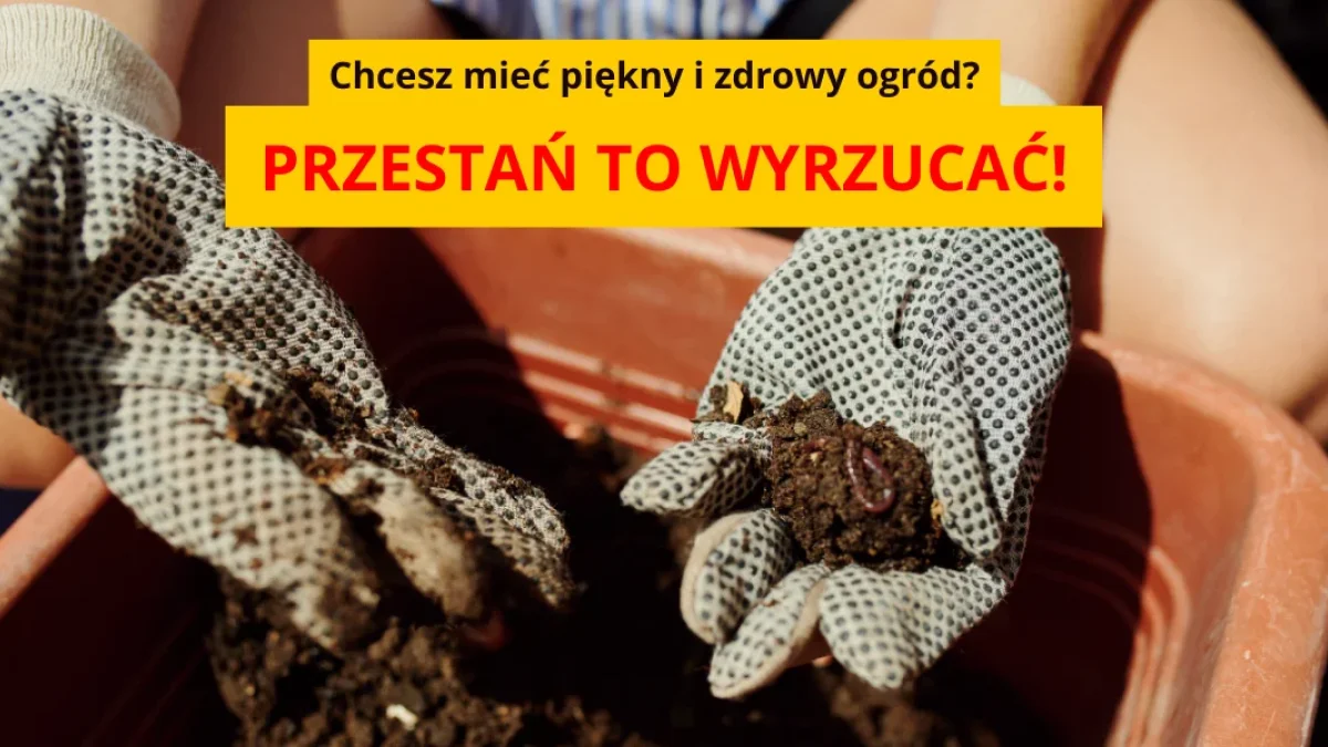 Każdy go ma i wyrzuca. Naturalny nawóz i odstraszacz szkodników w ogrodzie. - Zdjęcie główne