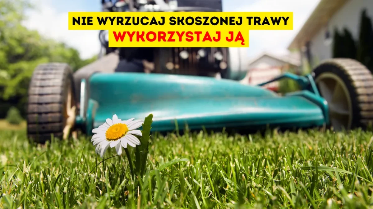 Nie wyrzucaj! Co zrobić ze skoszoną trawą, aby wykorzystać jej potencjał? - Zdjęcie główne