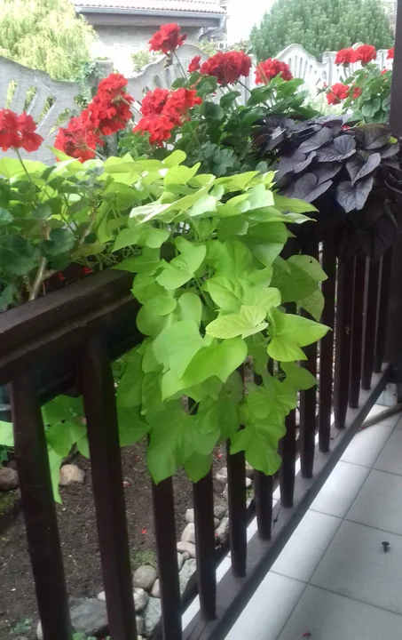 Pelargonia z wilcem ziemniaczanym