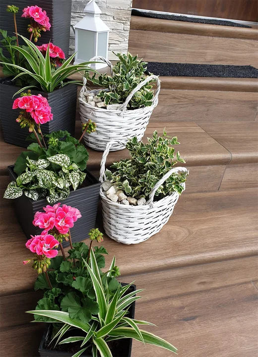Pelargonia z trawą żylistką i niedośpainem