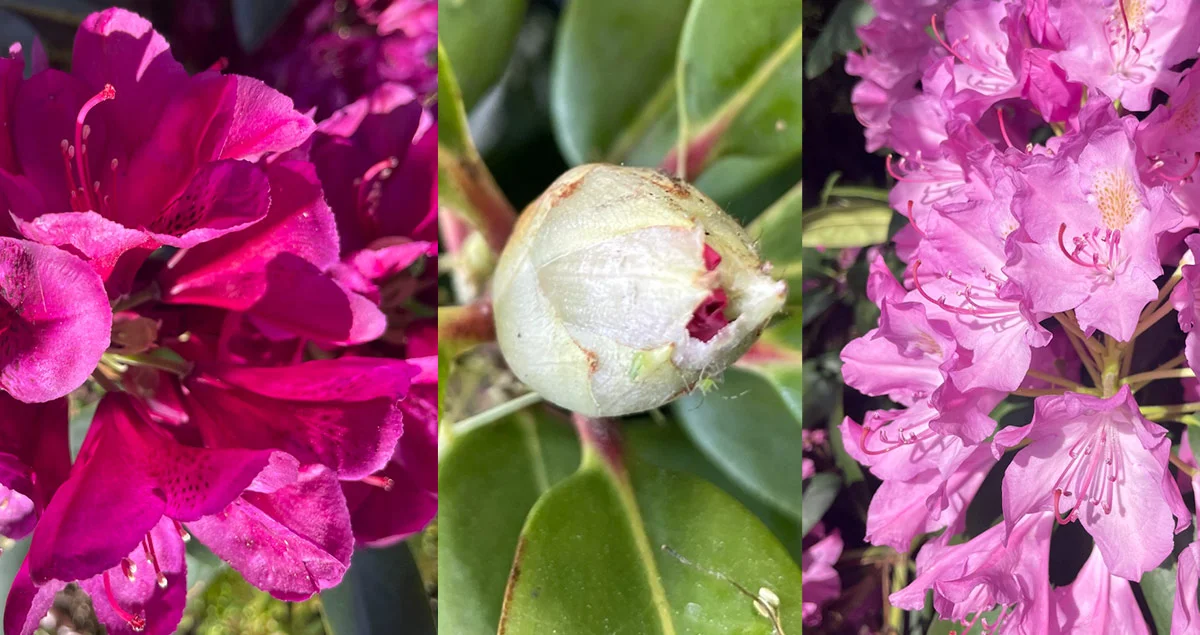 Co robić, by rododendron pięknie kwitł?  7 podpowiedzi ogrodniczek. - Zdjęcie główne