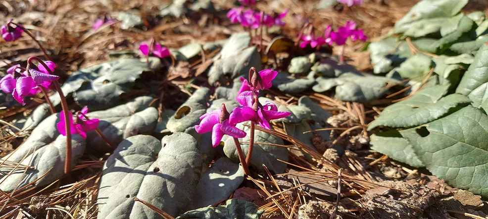 cyklameny ogrodowe