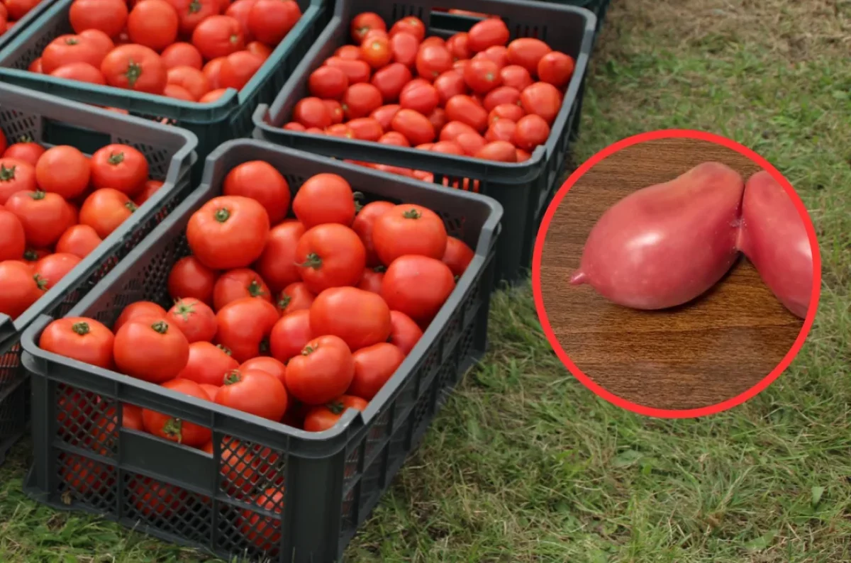 Pokazali pomidory o najdziwniejszych kształtach. Nr 8 zaskoczył najbardziej