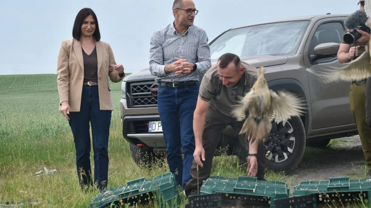 Myśliwi i samorząd łączą siły w odbudowanie populacji tych ptaków. Niestety mają groźnego wroga, który przywędrował z Ameryki