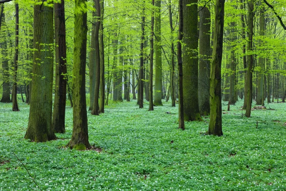Dęby tracą siły? Zmiany w Dąbrowach Krotoszyńskich niepokoją specjalistów