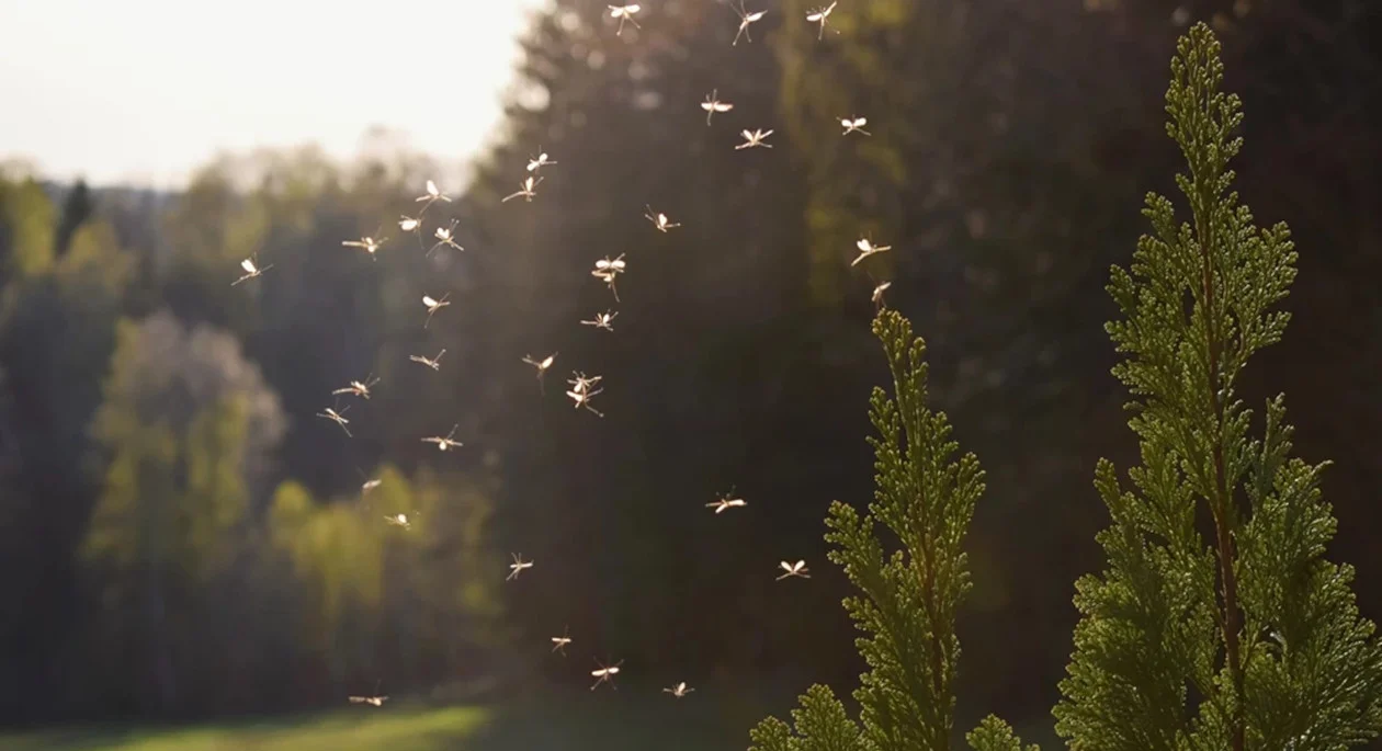 Komary i muchy potrafią zepsuć najlepszy piknik. Jak się ich pozbyć? Naturalne sposoby! - Zdjęcie główne