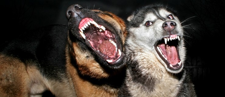 Wataha psów terroryzuje mieszkańców wioski - Zdjęcie główne