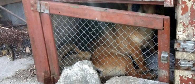Sparaliżowany pies w klatce dla królików. [Film+FOTO] - Zdjęcie główne