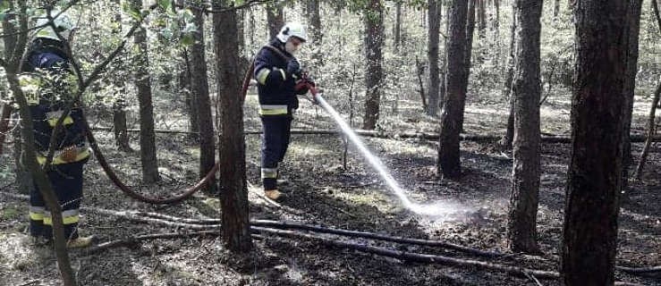 Pożar w lesie pod Jutrosinem. Podpalenie? (FOTO) - Zdjęcie główne