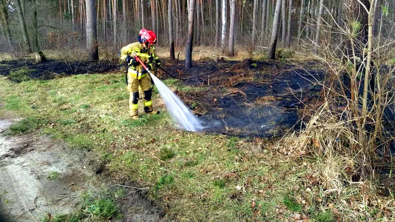Pożar w lesie w okolicy Sikorzyna - Zdjęcie główne
