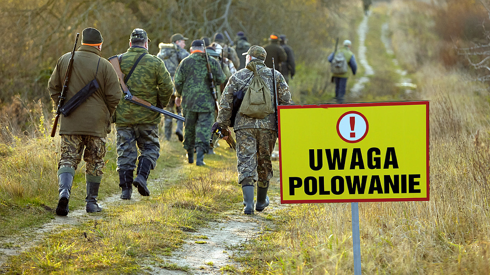 Za przeszkadzanie w polowaniu nawet rok więzienia. Sprawdź terminy, zanim pójdziesz na spacer - Zdjęcie główne