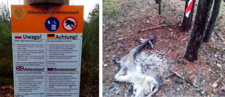 Szczątki dzikich zwierząt porzucone w lesie. "To robota kłusownika lub myśliwego" - Zdjęcie główne