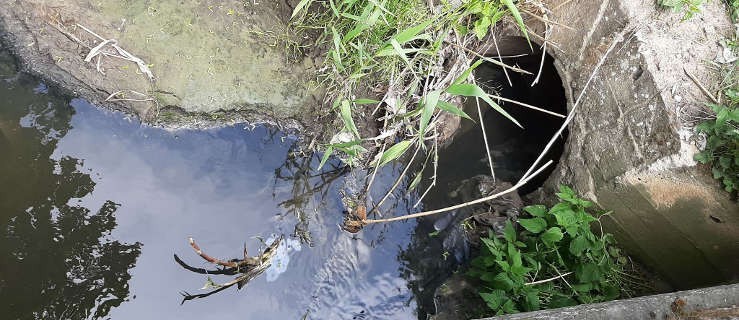 Ścieki zamiast do szamba trafiają do rowu? - Zdjęcie główne