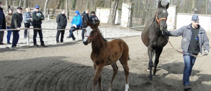 Aukcja koni w Golejewku - Zdjęcie główne