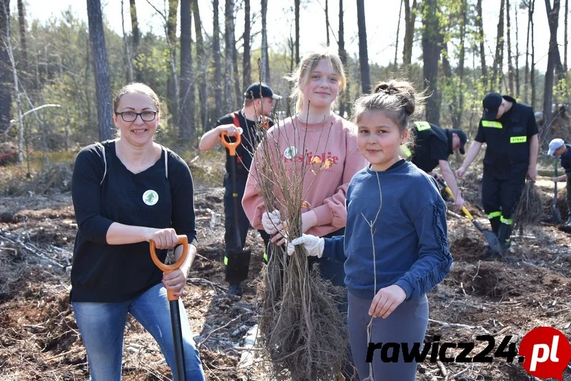 W okolicach leśniczówki Kawcze w gminie  Bojanowo zasadzili tysiące drzew. Zobacz zdjęcia i film z akcji "Dla lasu, dla ludzi" - Zdjęcie główne
