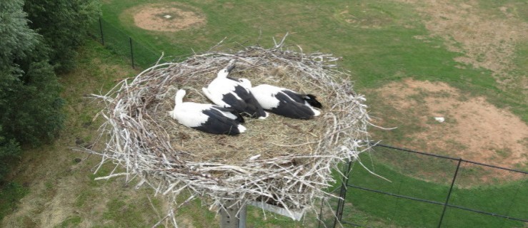 Pięć młodych bocianów w miejskogóreckim gnieździe - Zdjęcie główne