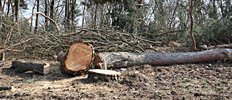 Nowe przepisy, a wycinka drzew w naszym powiecie - Zdjęcie główne