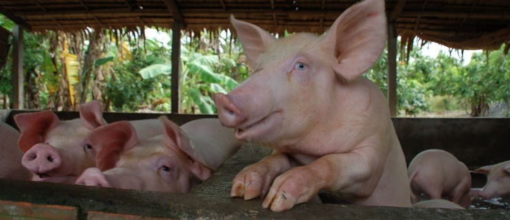 Świadectwa zdrowia świń będą droższe - Zdjęcie główne