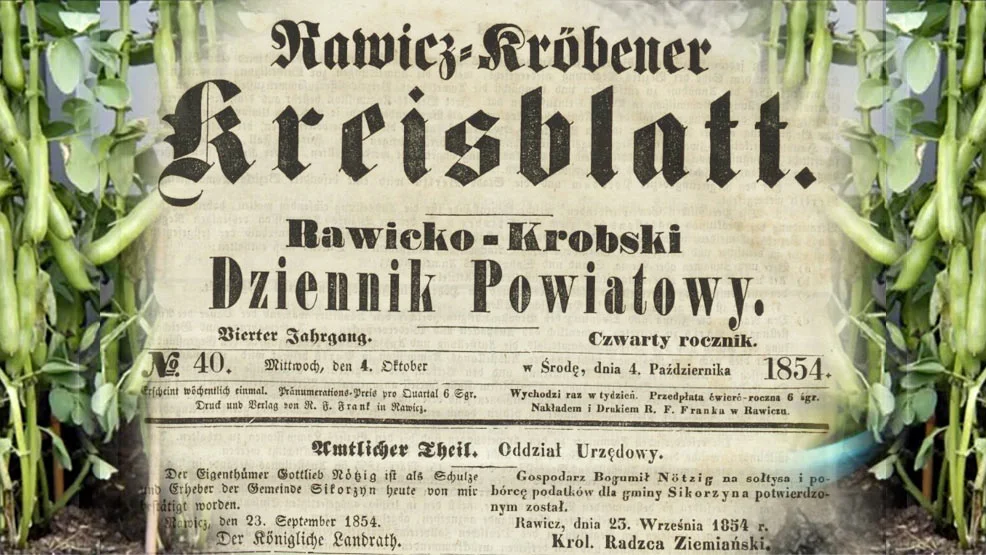 O uprawie bobu w połowie XIX wieku: "Bóg dał ludziom wiele pokarmów, na które się nie daje przynależnego względu" - Zdjęcie główne