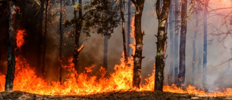 UWAGA! W lasach najwyższy stopień zagrożenia pożarowego - Zdjęcie główne