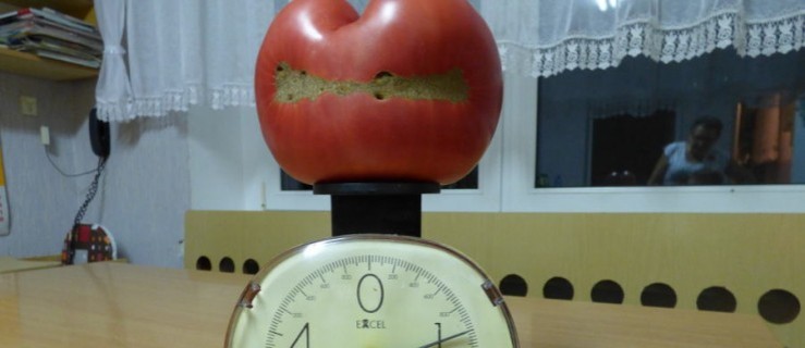 Gospodyni z Nowego Sielca wyhodowała pomidora giganta - Zdjęcie główne