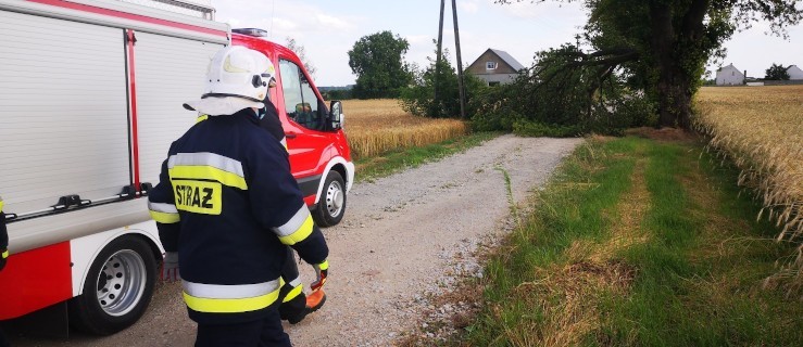 Strażacy usuwali przewrócone drzewo - Zdjęcie główne