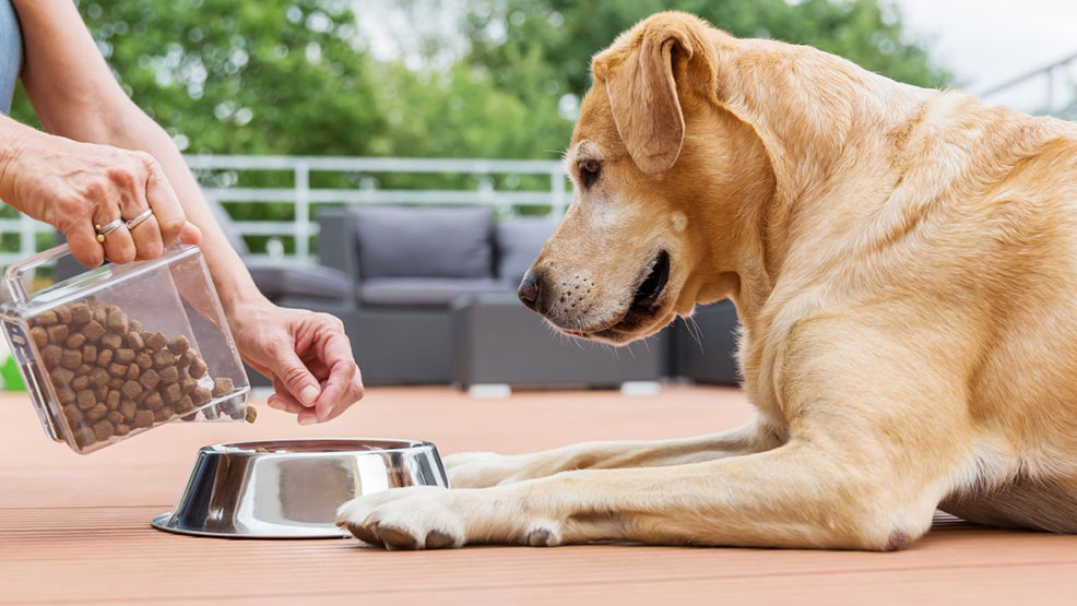 Jak rozpoznać wysokiej jakości karmy dla psa? - Zdjęcie główne