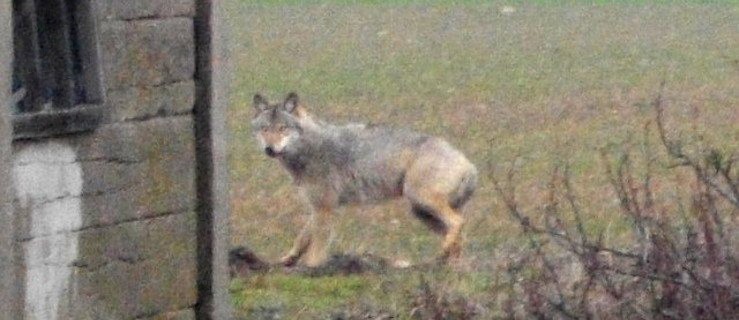W okolicach Konar zauważono wilka. Podszedł pod sam dom - Zdjęcie główne