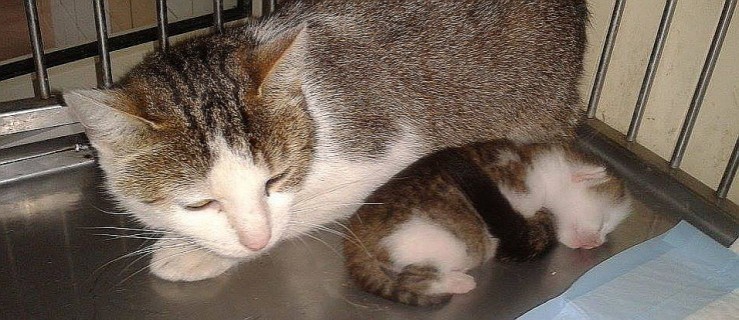 Karmiąca kotka z młodym wyrzucona w zawiązanym worku - Zdjęcie główne