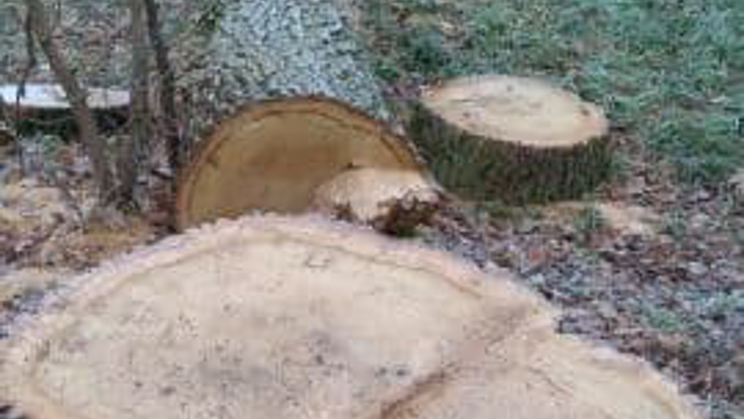 Czytelnik pyta: "Dlaczego wycinane są zdrowe drzewa? Kto na to pozwolił?" - Zdjęcie główne