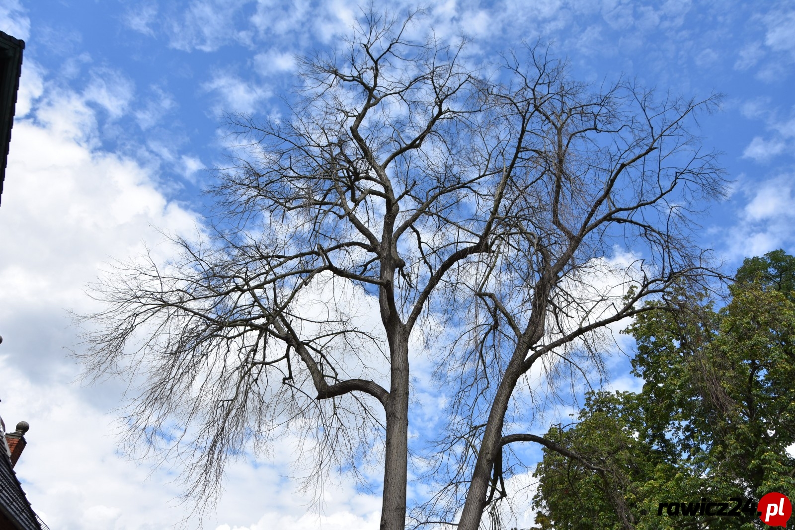 Usychaja stuletnie drzewa w parku DK - Zdjęcie główne