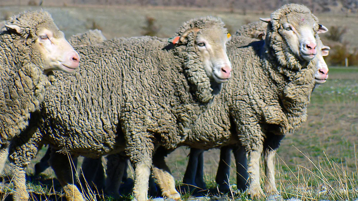 Groźna choroba owiec - kołowacizna, czyli trzęsawka - Zdjęcie główne