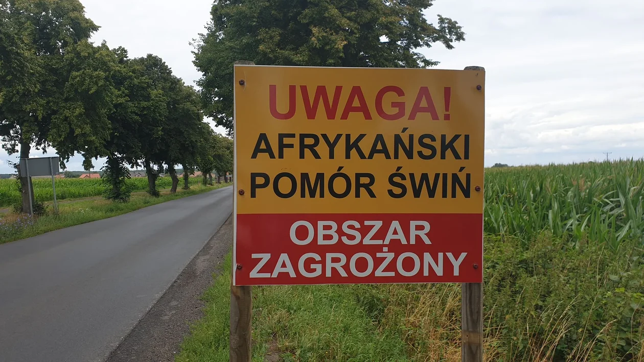 Spotkanie w sprawie ASF w Grąbkowie odwołane - Zdjęcie główne