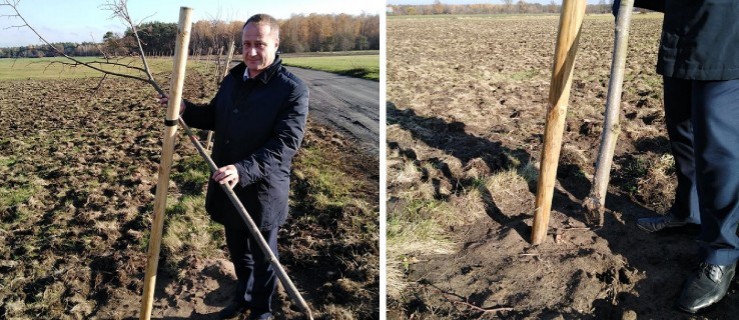 Ktoś wyciął nowo posadzone drzewka miododajne - Zdjęcie główne