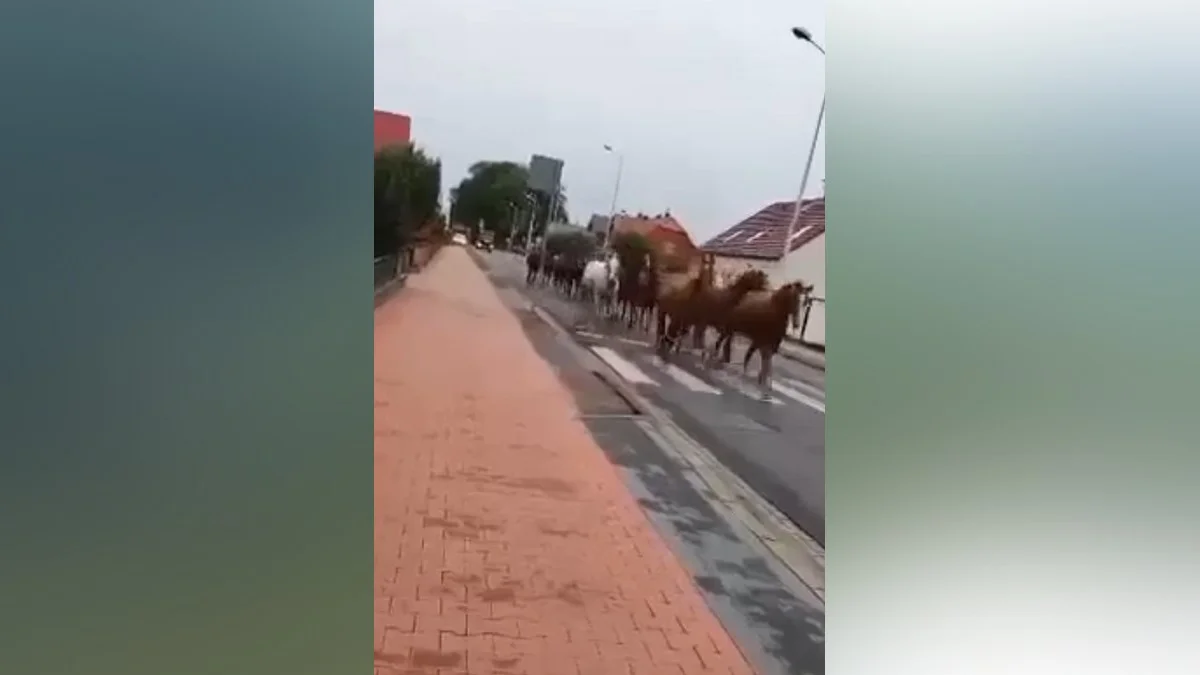 Konie uciekły ze stadniny [AKTUALIZACJA, FILMY] - Zdjęcie główne