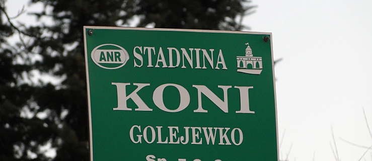 Co dalej ze Stadniną Koni Golejewko? - Zdjęcie główne