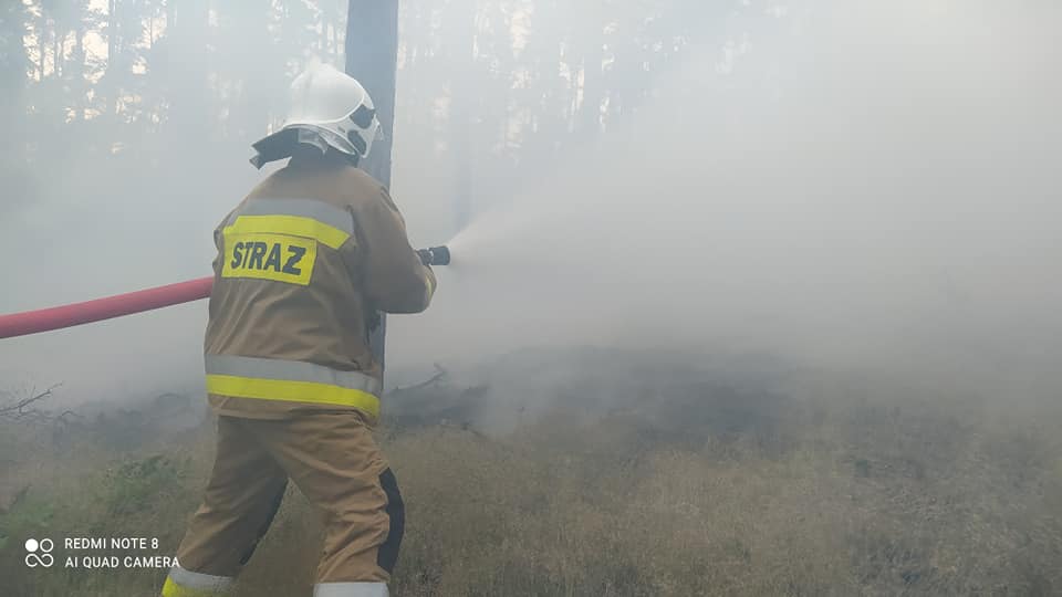 Pożar lasu w okolicy Załęcza i Masłowa  - Zdjęcie główne