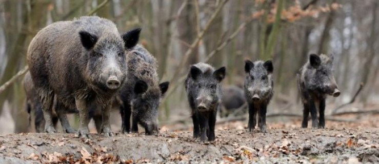  Akcja liczenia dzików w Wielkopolsce. Czyżby obawiano się ASF?  - Zdjęcie główne