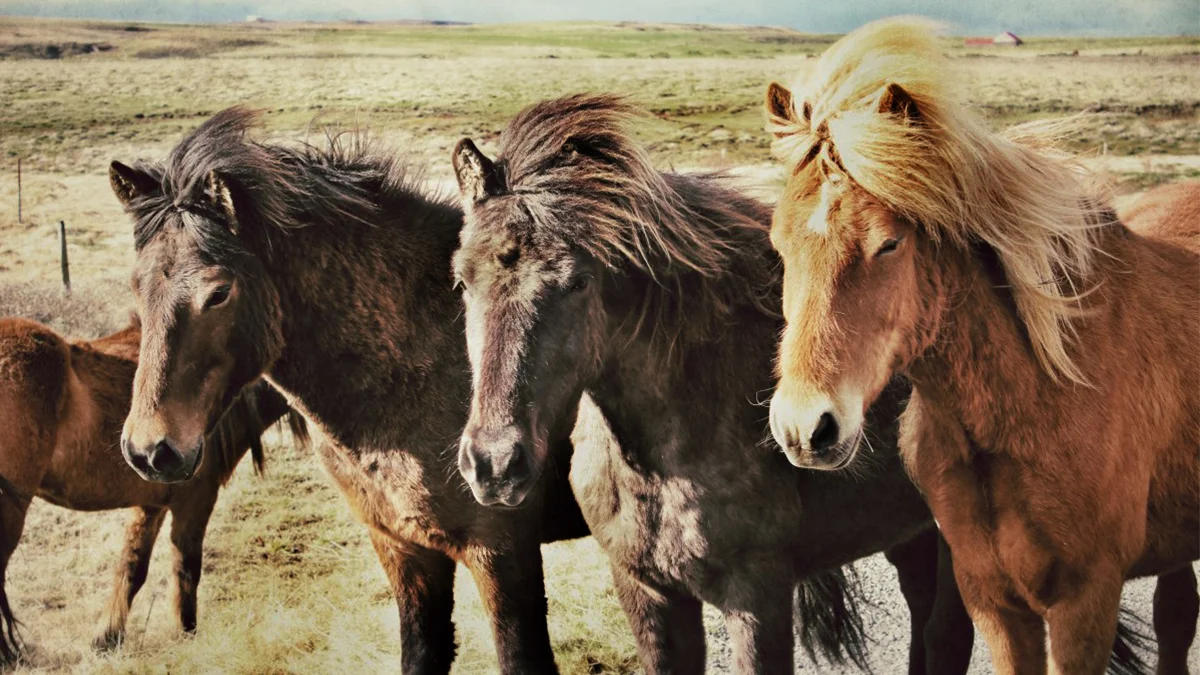 Konie musiały posiadać „dowód tożsamości” - Zdjęcie główne