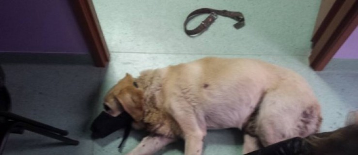 Skatowany i porzucony pies walczy o powrót do zdrowia - Zdjęcie główne