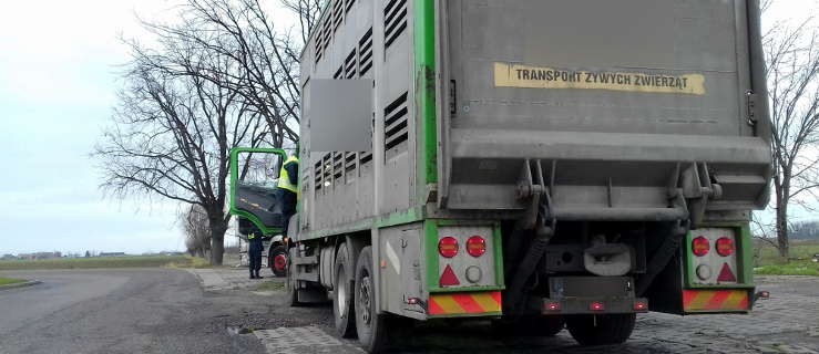 Inspektorzy skontrolowali ciężarówki z żywcem w Grąbkowie - Zdjęcie główne