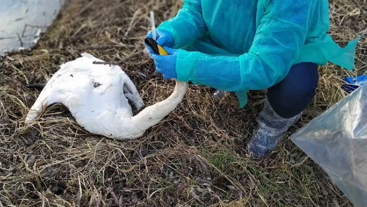 Ptasia grypa potwierdzona w powiecie rawickim. Wykryto ją u łabędzi w Jutrosinie - Zdjęcie główne