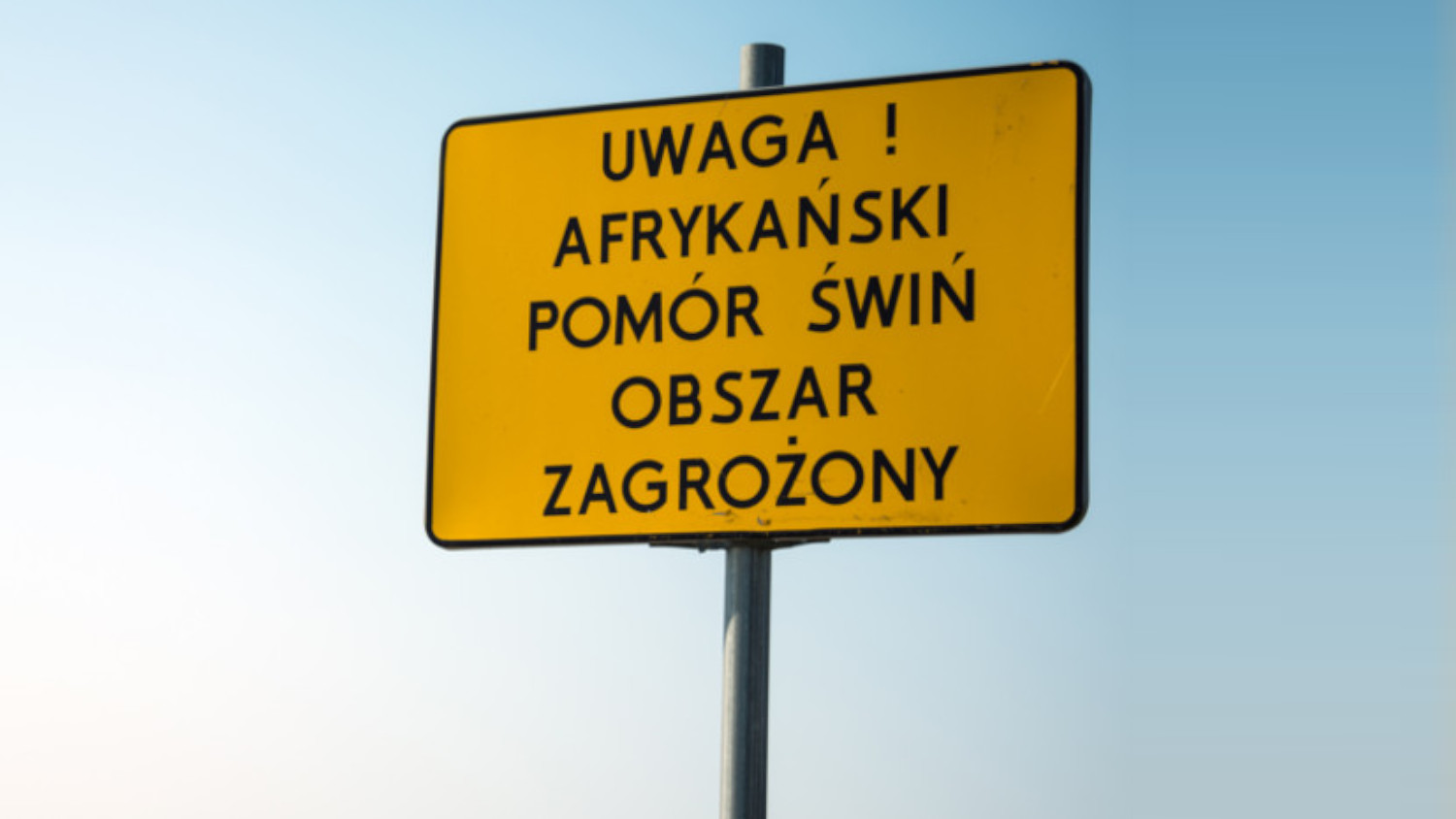 ASF. Jest wykaz miejscowości w strefach zagrożenia - Zdjęcie główne