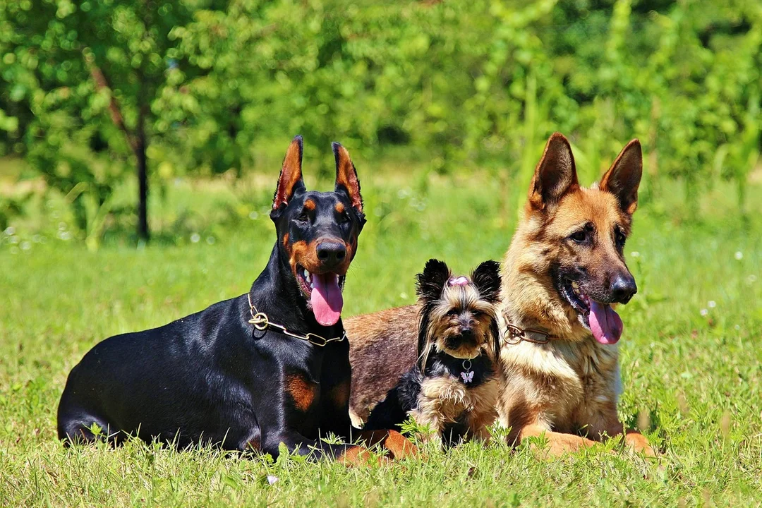 Kolejny problem z agresywnymi psami w gminie Jutrosin - Zdjęcie główne