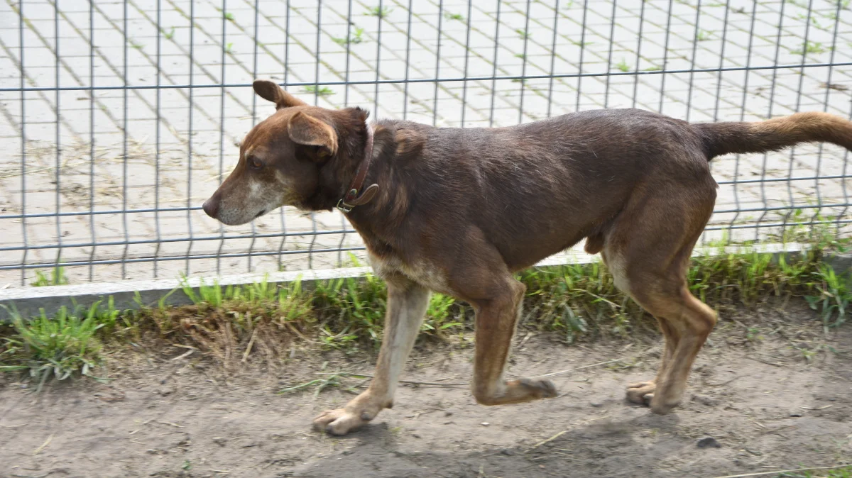 Ryjek z rawickiego schroniska szuka człowieka do kochania - Zdjęcie główne