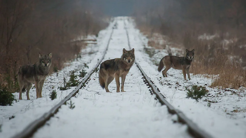 Wilki były widziane w okolicy Bojanowa. Czy należy się ich bać? - Zdjęcie główne