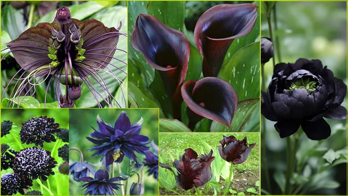 Kolor czarny, zielony i błękitny wydają kwiaty rzadko - Zdjęcie główne